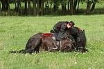 Frau mit Friese / woman and friesian horse