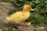 junge Warzenente / young muscovy duck