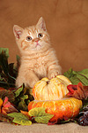 Britisch Kurzhaar Kätzchen / british shorthair kitten