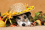 Parson Russell Terrier