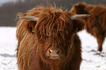 Schottisches Hochlandrind im Winter / highland cattle in winter