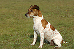 Jack Russell Terrier