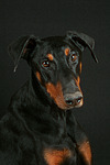 Dobermann / doberman pinscher