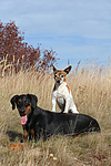 Dobermann und Jack Russell Terrier / doberman pinscher and jrt