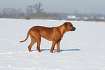 Rhodesian Ridgeback im Schnee / Rhodesian Ridgeback in snow