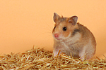 Goldhamster / golden hamster