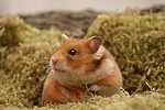 Goldhamster / golden hamster