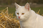 Hauskatze Portrait / domestic cat portrait