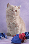 sitzendes Britisch Kurzhaar Kätzchen / sitting british shorthair kitten