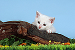 Kätzchen / kitten