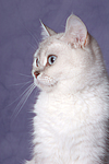 Britisch Kurzhaar / british shorthair