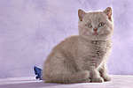 sitzendes Britisch Kurzhaar Kätzchen / sitting british shorthair kitten