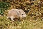 Roborowski Zwerghamster / Roborovski's dwarf hamster