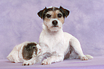 Parson Russell Terrier und Meerschwein / dog and guninea pig