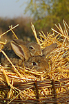 Kaninchen / bunnies