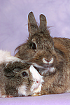 Meerschwein und Zwergkaninchen / guninea pig and dwarf rabbit