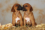 Rhodesian Ridgeback Welpen / rhodesian ridgeback puppies