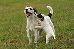 2 Parson Russell Terrier