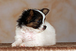 liegender Papillon Welpe / lying papillon puppy