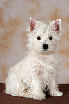 sitzender West Highland White Terrier Welpe / sitting West Highland White Terrier Puppy