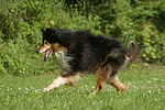 rennender Langhaarcollie / running longhaired collie