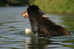 badender Langhaarcollie / bathing longhaired collie