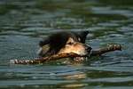 spielender Langhaarcollie / playing longhaired collie