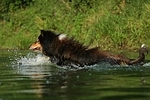 badender Langhaarcollie / bathing longhaired collie