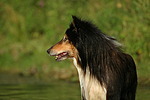 Langhaarcollie Portrait / longhaired collie portrait