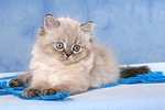 liegendes Perser Colourpoint Kätzchen / lying persian colourpoint kitten