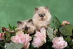 2 Perser Colourpoint Kätzchen / 2 persian colourpoint kitten