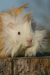 Langhaarmeerschwein / long-haired guninea pig