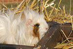 Langhaarmeerschwein / long-haired guninea pig