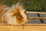 Langhaarmeerschwein / long-haired guninea pig