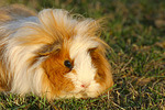 Langhaarmeerschwein / long-haired guninea pig