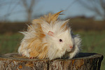 Langhaarmeerschwein / long-haired guninea pig