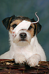 Parson Russell Terrier und Maus / dog and mouse