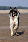 rennender Border Collie / running Border Collie