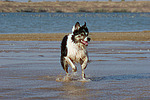 rennender Border Collie am Strand / running Border Collie at beach