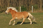 galoppierender Haflinger / galloping haflinger horse