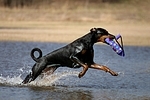 Dobermann / doberman pinscher