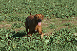 Rhodesian Ridgeback