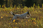 Parson Russell Terrier