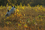 Parson Russell Terrier