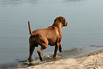 Rhodesian Ridgeback