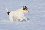 Parson Russell Terrier rennt durch den Schnee / prt running through snow