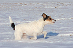 Parson Russell Terrier rennt durch den Schnee / prt running through snow