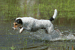 springender Parson Russell Terrier / jumping PRT