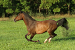 galoppierendes Warmblut / galloping warmblood