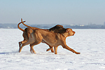 spielende Rhodesian Ridgebacks / playing Rhodesian Ridgebacks